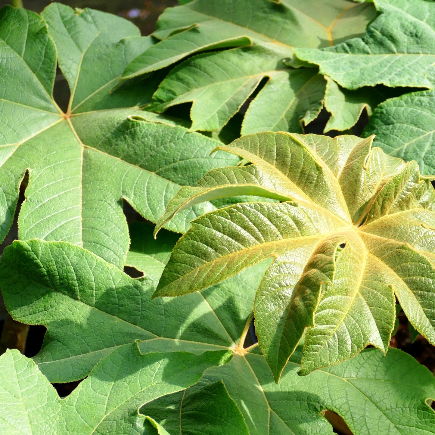 Reispapierbaum 'Rex' (Tetrapanax papyrifer)