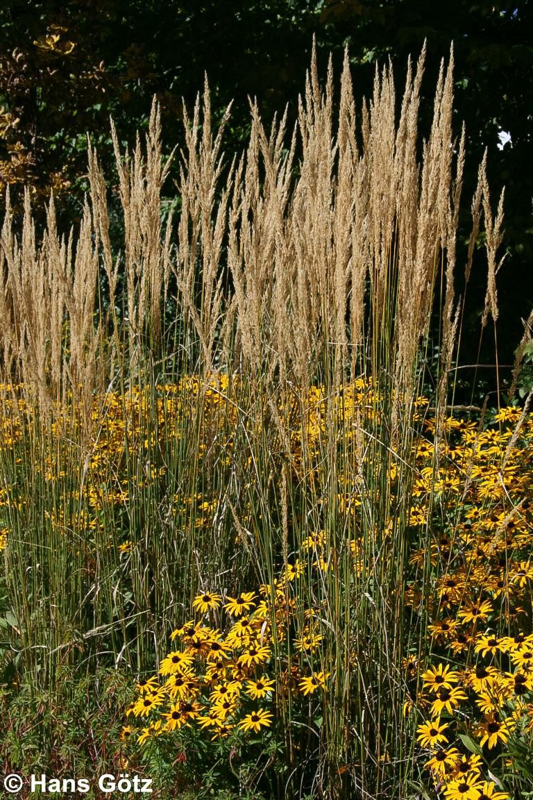 Reitgras 'Karl Foerster' (Calamagrostis x acutiflora)
