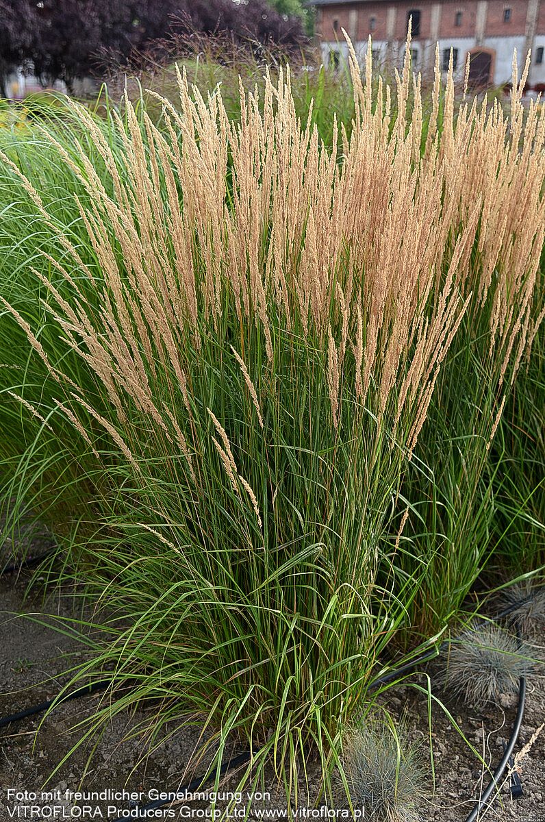 Reitgras 'Karl Foerster' (Calamagrostis x acutiflora)
