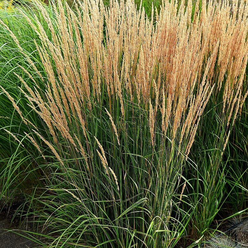 Reitgras 'Karl Foerster' (Calamagrostis x acutiflora)