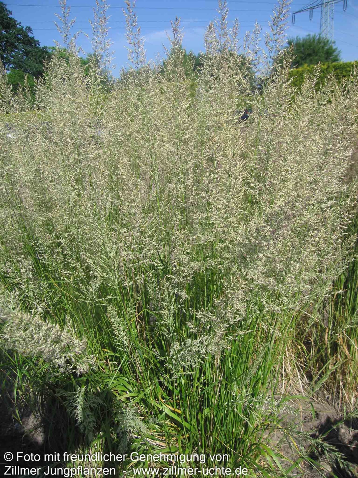 Reitgras 'Waldenbuch' (Calamagrostis x acutiflora)