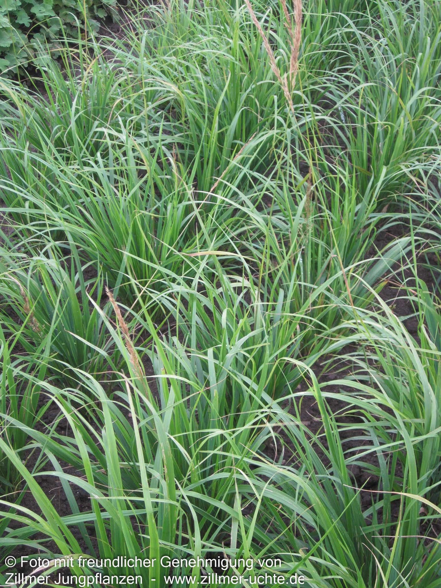 Reitgras 'Waldenbuch' (Calamagrostis x acutiflora)