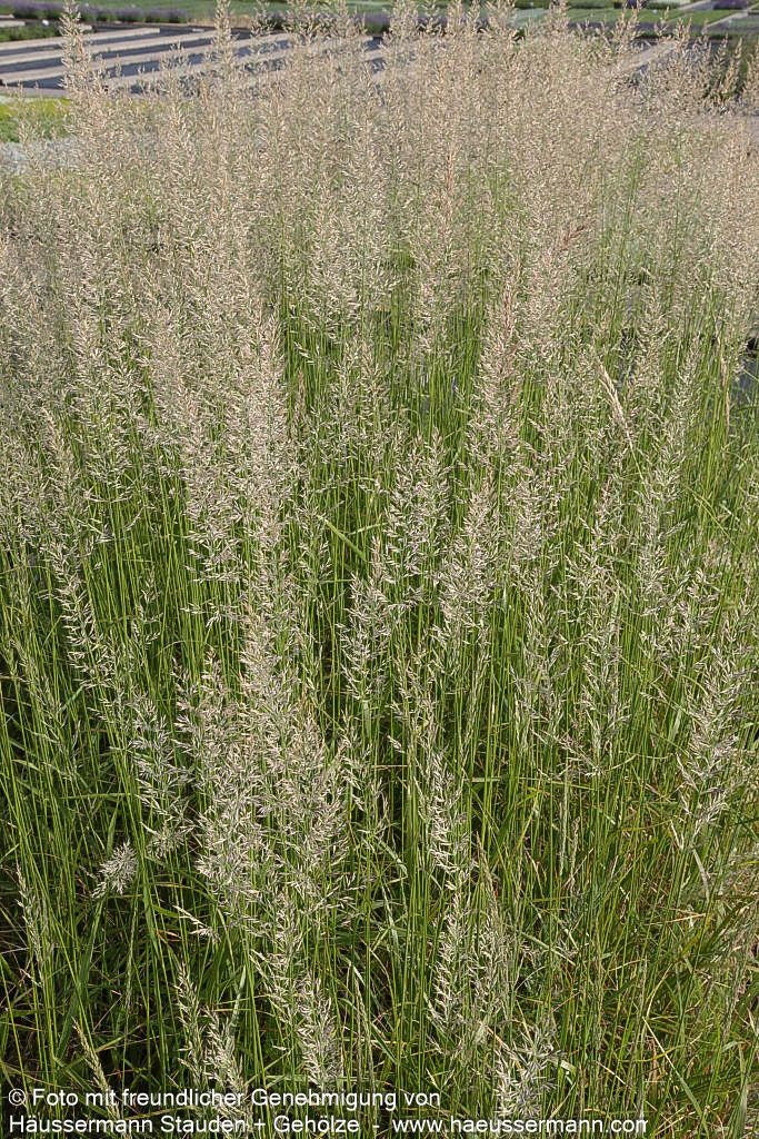 Reitgras 'Waldenbuch' (Calamagrostis x acutiflora)