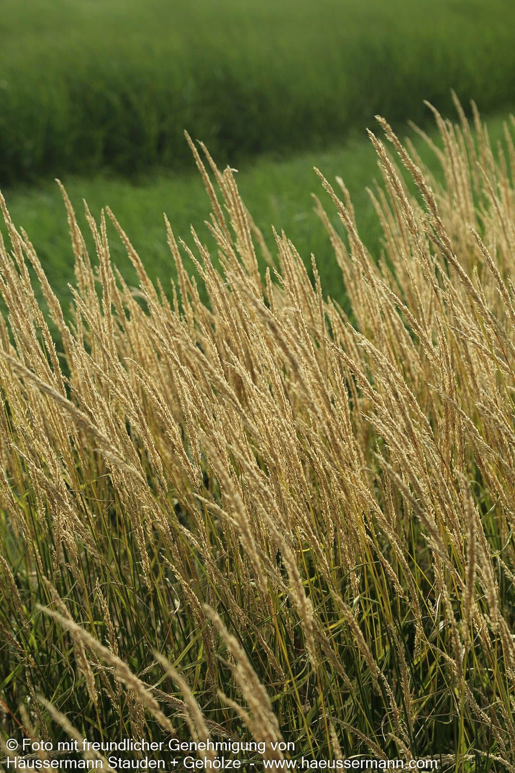 Reitgras 'Waldenbuch' (Calamagrostis x acutiflora)