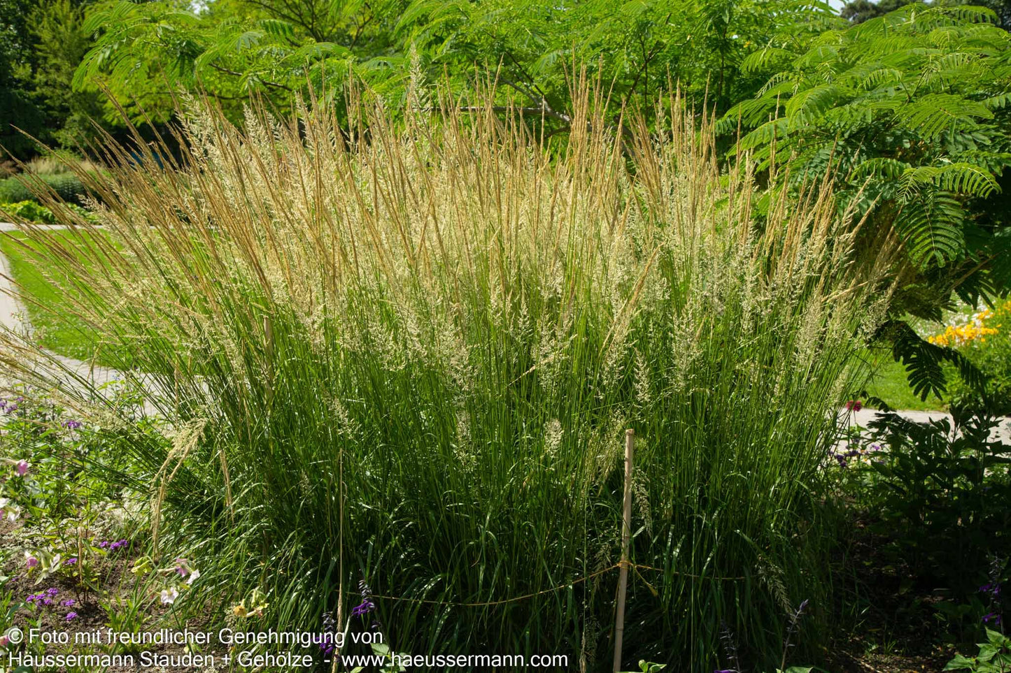 Reitgras 'Waldenbuch' (Calamagrostis x acutiflora)