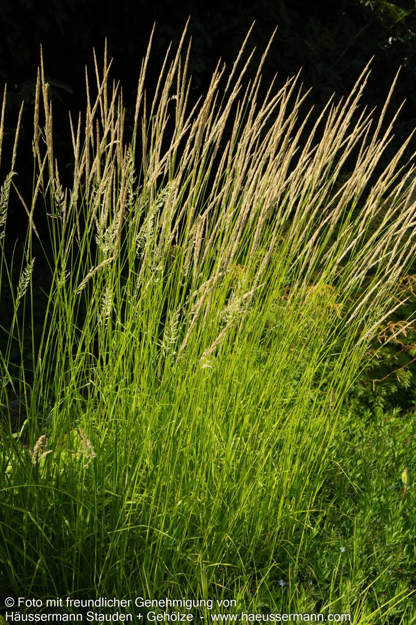 Reitgras 'Waldenbuch' (Calamagrostis x acutiflora)