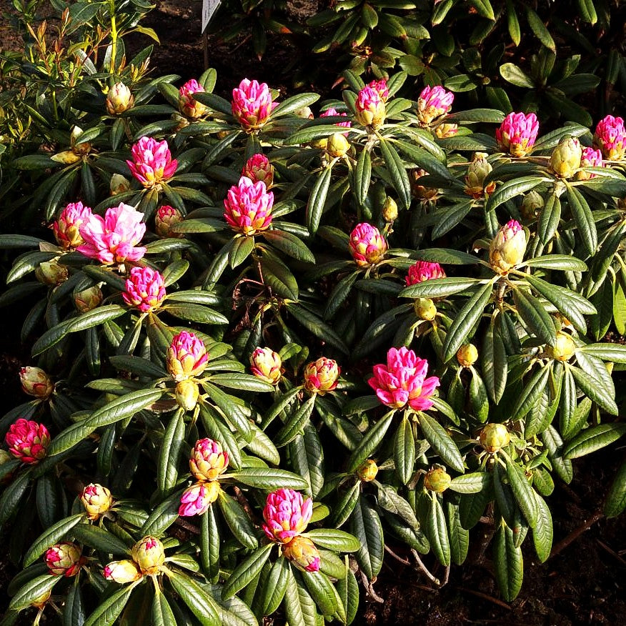Rhododendron 'Chin.Silver' (Rhododendron argyroph.nankin. II)