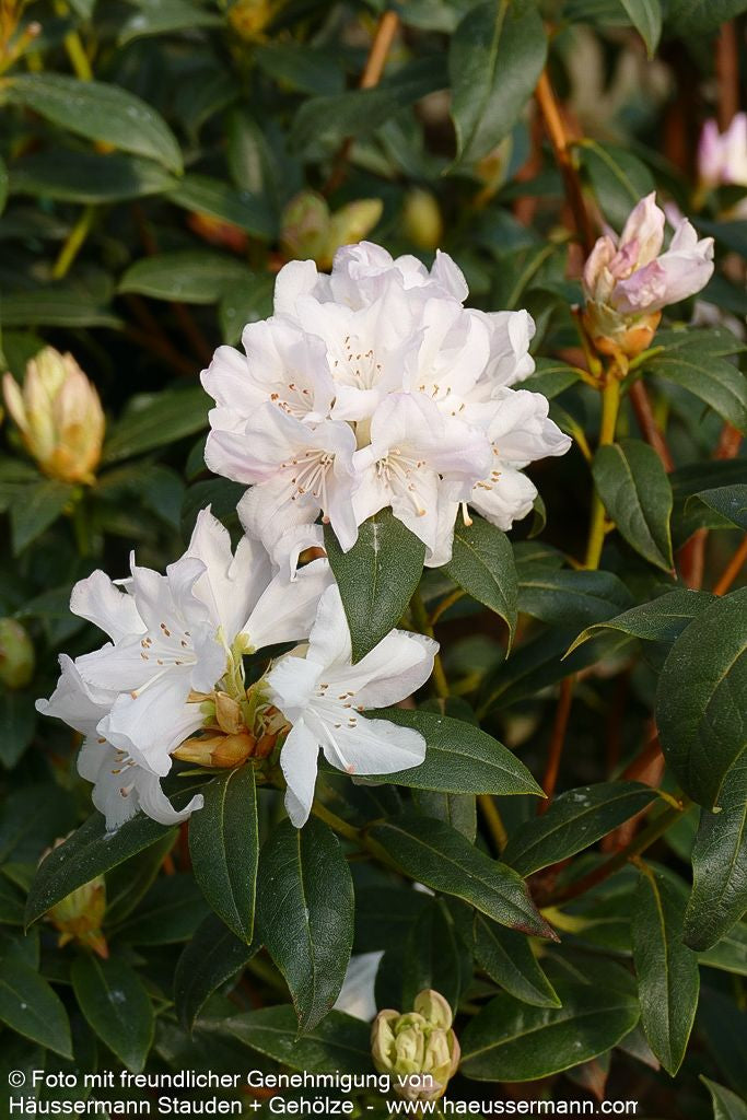 Rhododendron 'Dora Amateis' (Rhododendron carolin.)