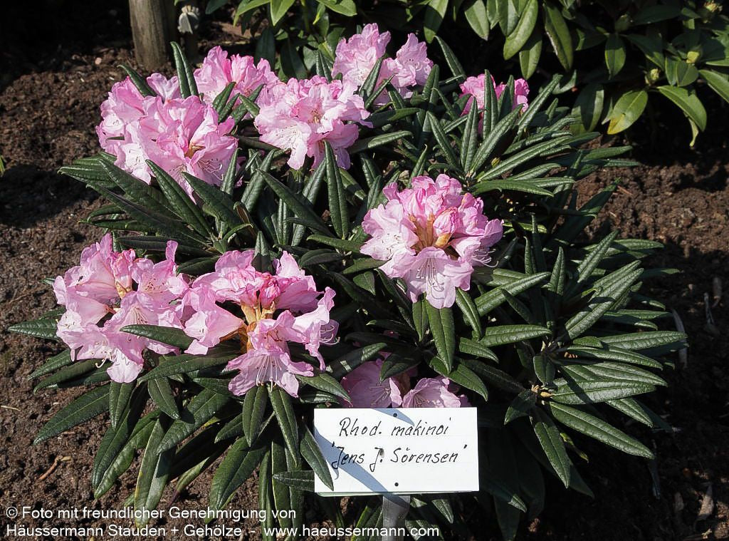 Rhododendron 'Jens Jörgen Sörensen' (Rhododendron makinoi  II)