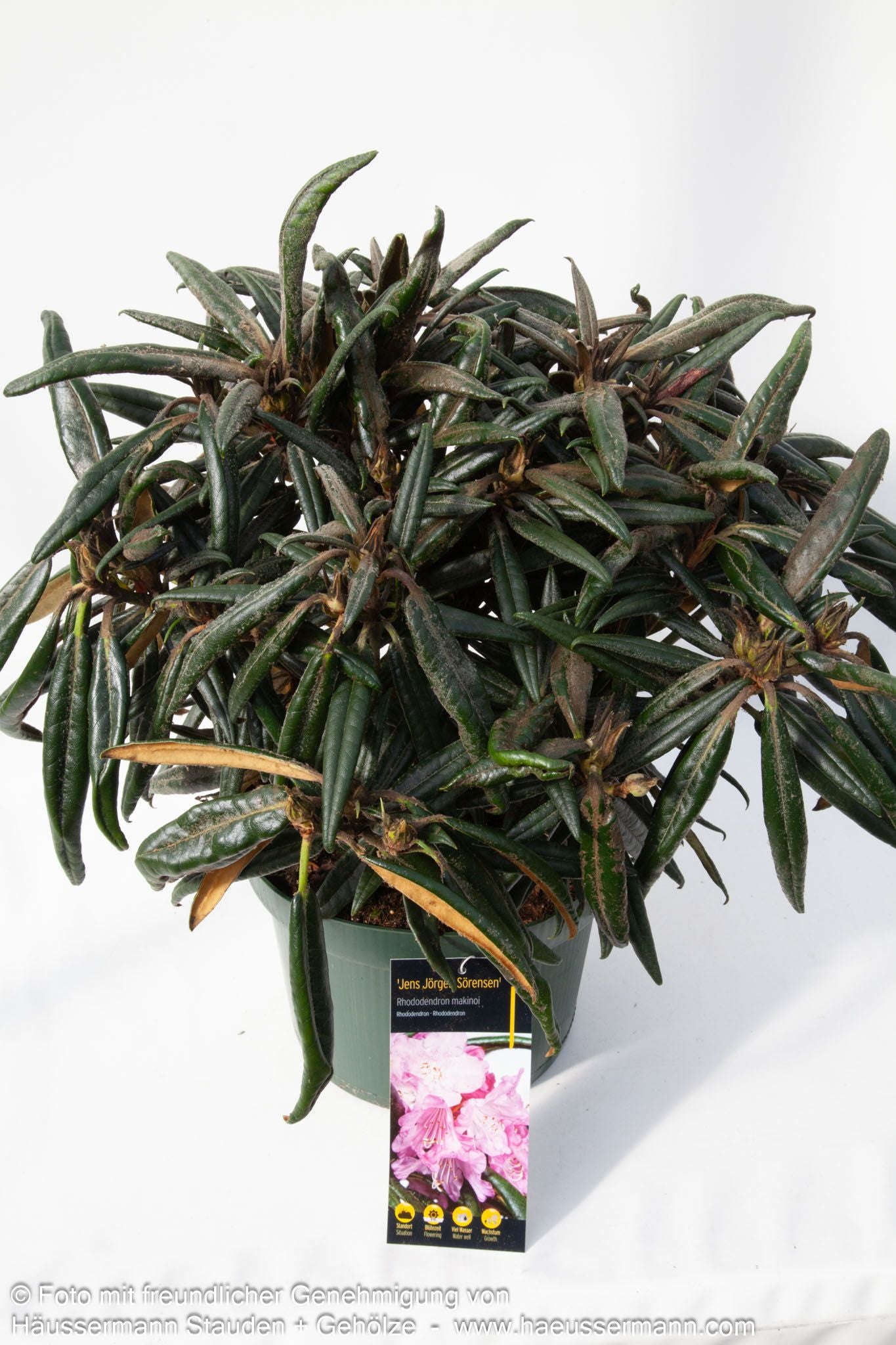 Rhododendron 'Jens Jörgen Sörensen' (Rhododendron makinoi  II)