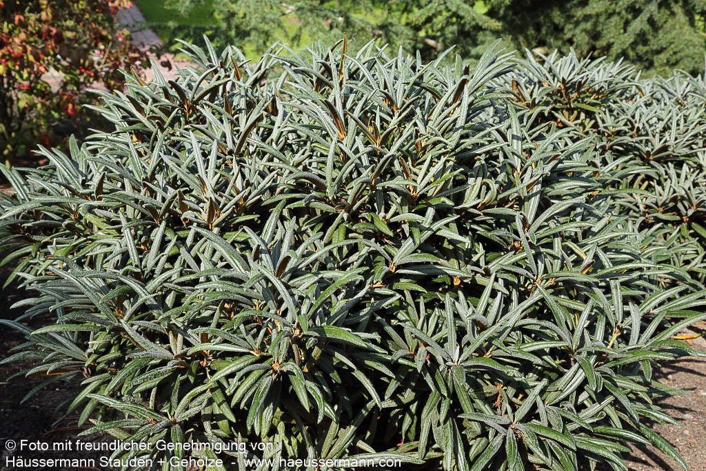 Rhododendron 'Jens Jörgen Sörensen' (Rhododendron makinoi  II)