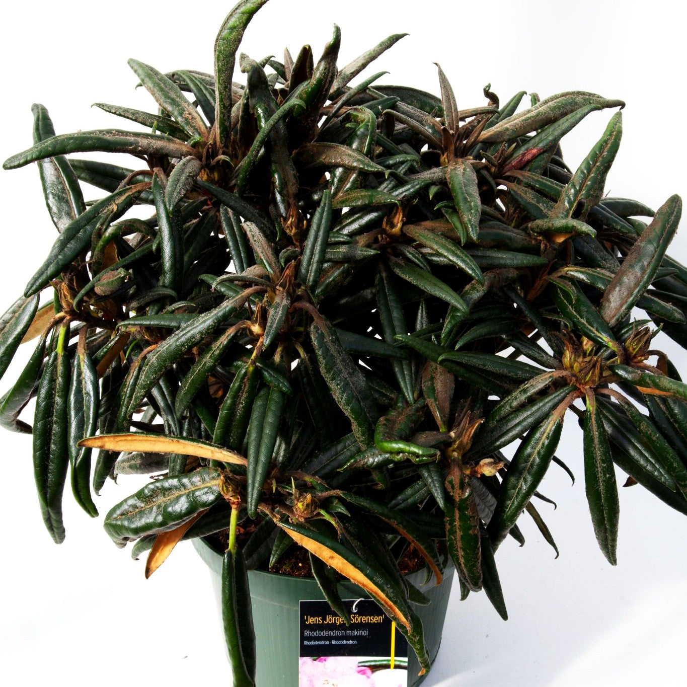 Rhododendron 'Jens Jörgen Sörensen' (Rhododendron makinoi II)