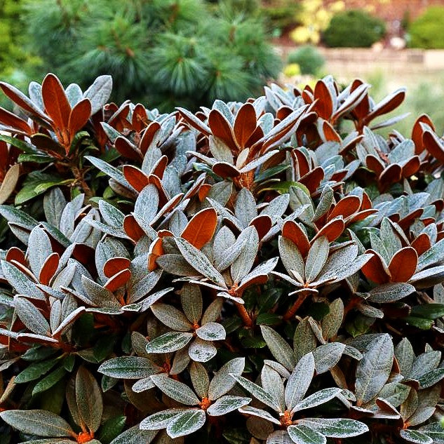 Rhododendron - Laubschöne 'Chocolate Dane' (Rhododendron bureavii)