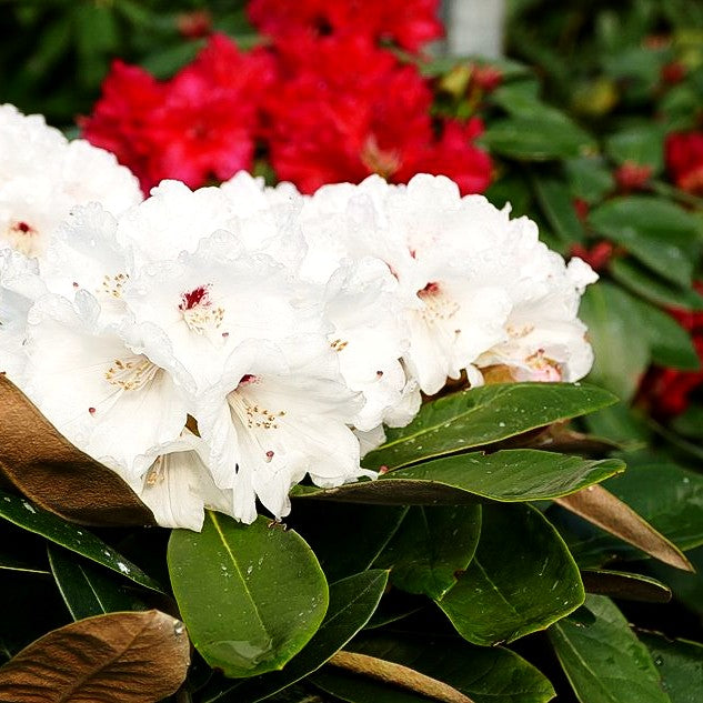 Rhododendron - Laubschöne 'Great Dane' (Rhododendron rex III)