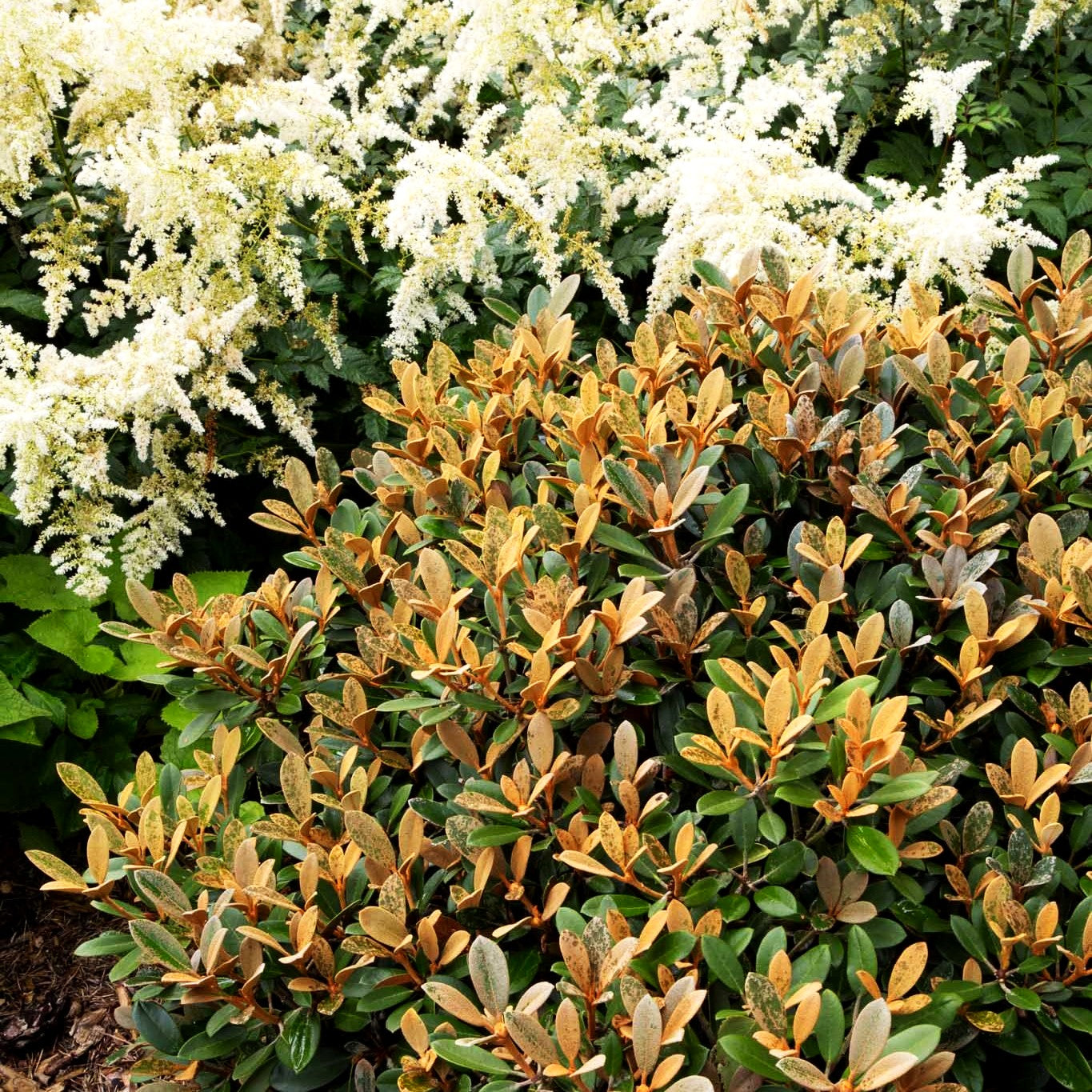 Rhododendron - Laubschöne 'Queen Bee' (Rhododendron tsariense)
