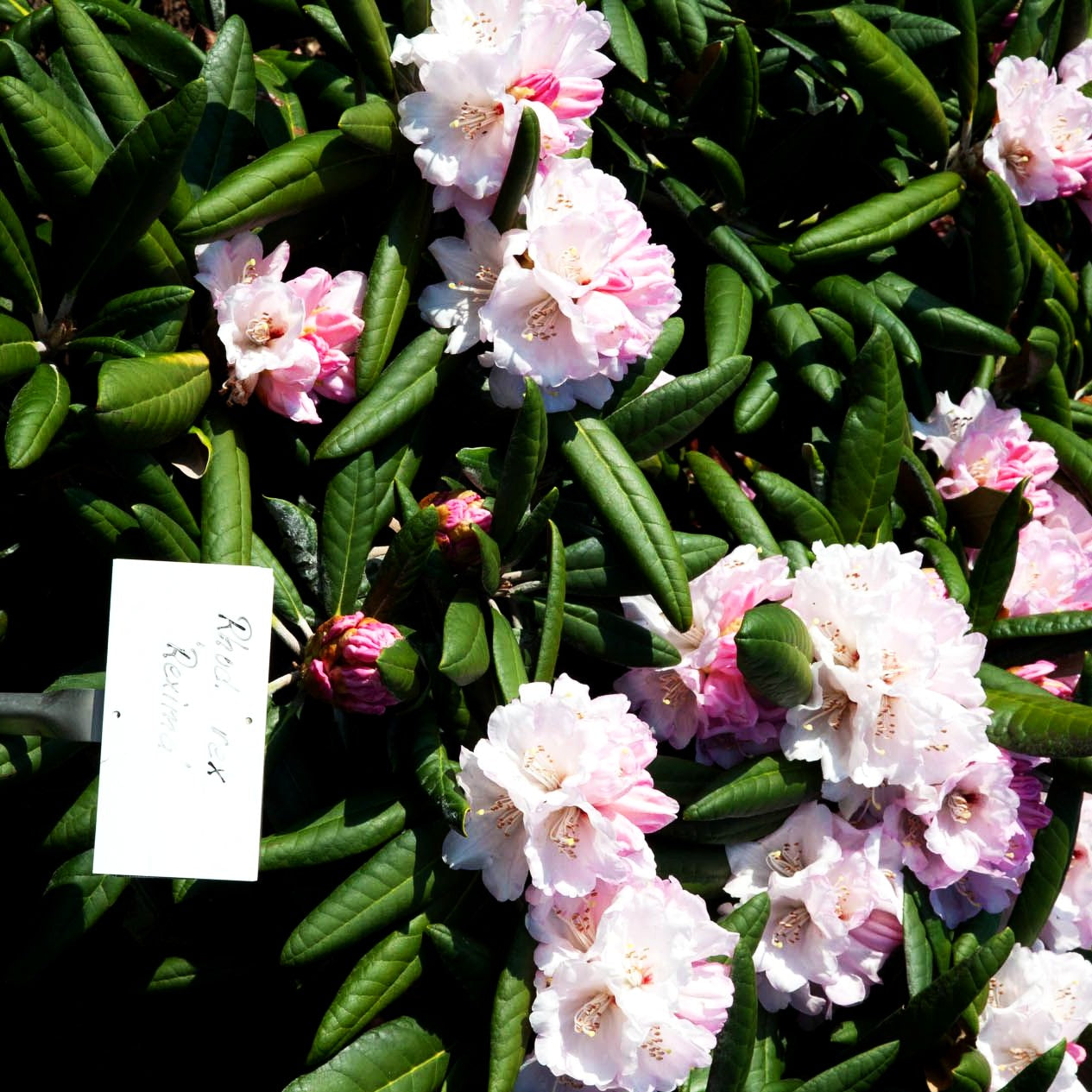 Rhododendron - Laubschöne 'Rexima' (Rhododendron rex III)