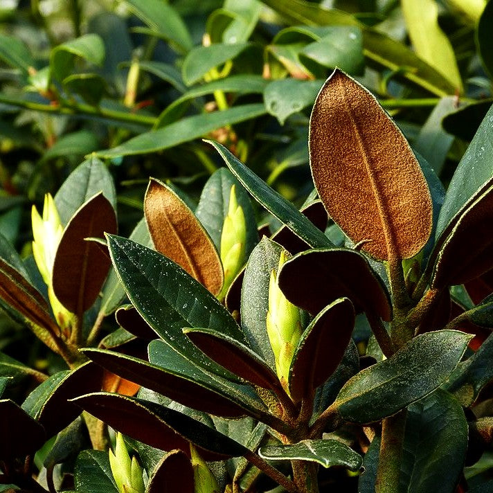 Rhododendron - Laubschöne (Rhododendron bureavii x pachysanthum)