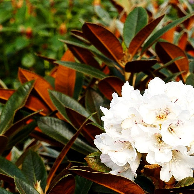 Rhododendron - Laubschöne (Rhododendron traillianum)