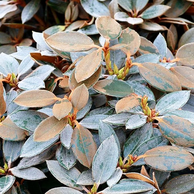 Rhododendron - Laubschöne 'Rusty Dane' (Rhododendron bureav.x pachys.)