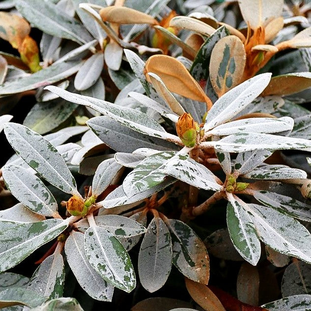 Rhododendron - Laubschöne 'Silver Dane' (Rhododendron pachysanthum)