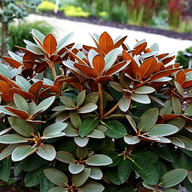 Rhododendron - Laubschöne 'Special Dane' (Rhododendron bureav.x pachys.)