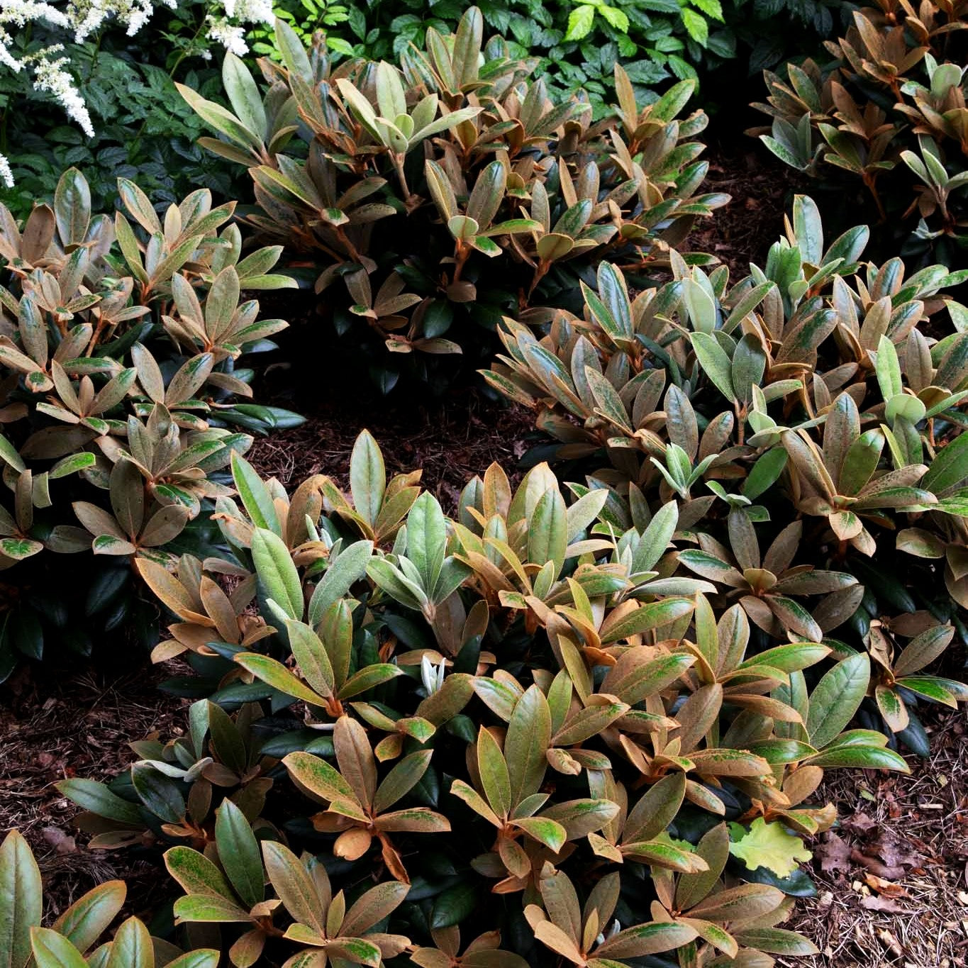 Rhododendron - Laubschöne 'Volce' (Rhododendron bureavii)