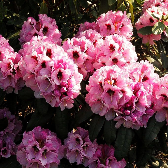 Rhododendron 'Mamamia' (Rhododendron praevernum)