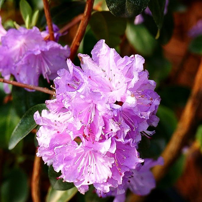 Rhododendron 'P.J.Mezitt' (Rhododendron carolin.)