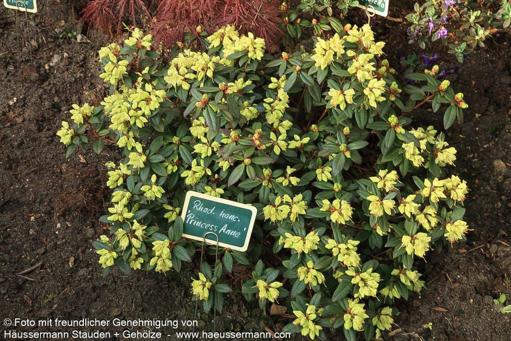 Rhododendron 'Princess Anne' (Rhododendron hanceanum)