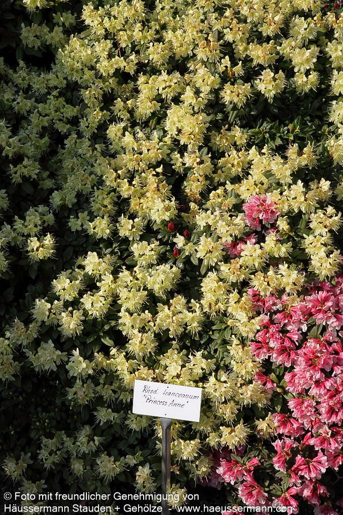 Rhododendron 'Princess Anne' (Rhododendron hanceanum)