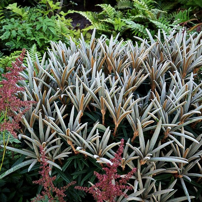 Rhododendron (Rhododendron makinoi II)