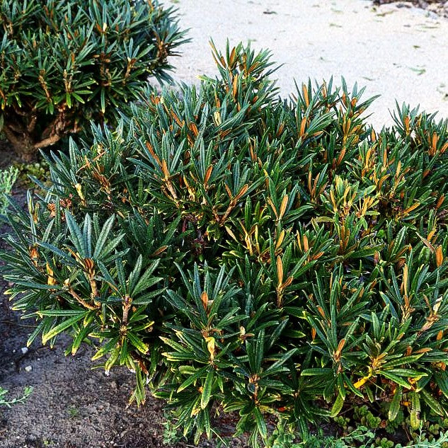 Rhododendron (Rhododendron roxieanum oreonastes III)
