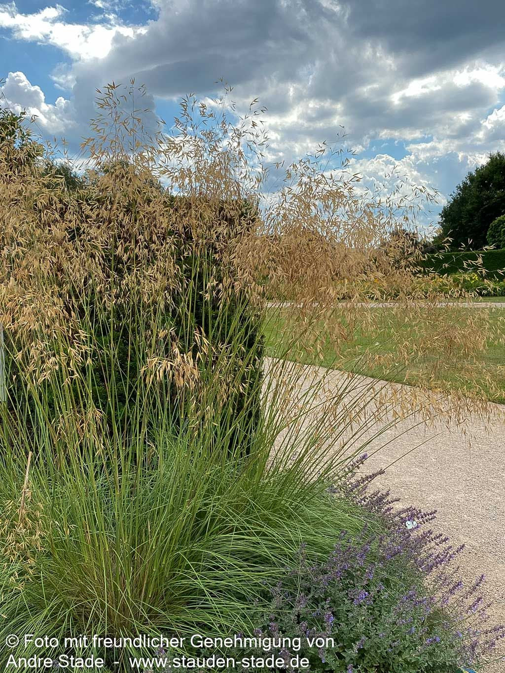 Riesen-Federgras (Stipa gigantea)