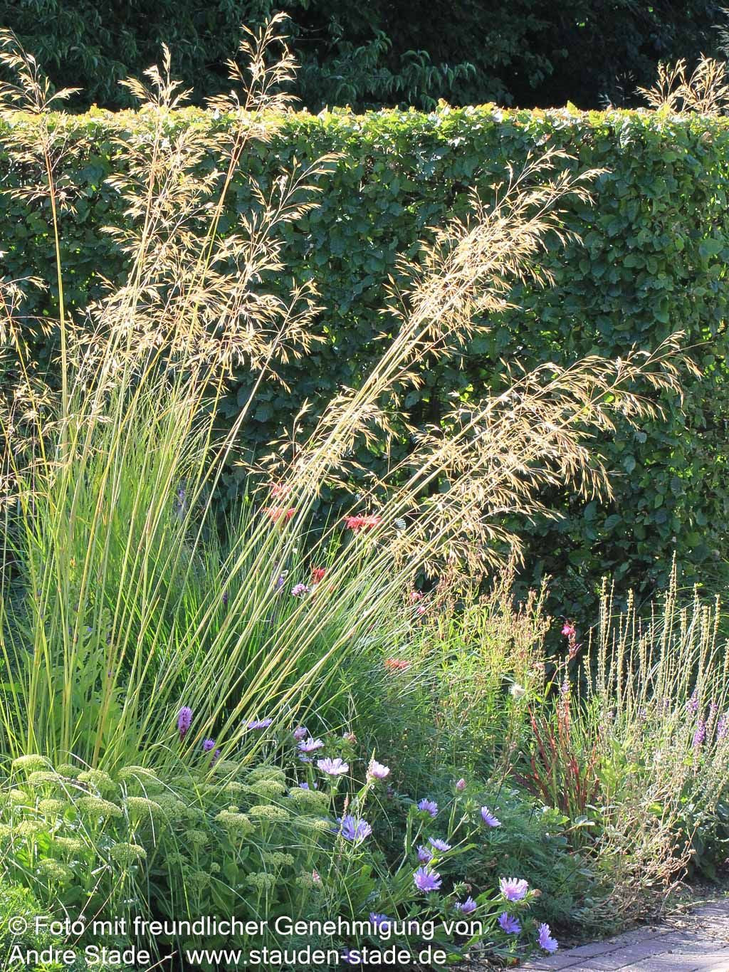 Riesen-Federgras (Stipa gigantea)