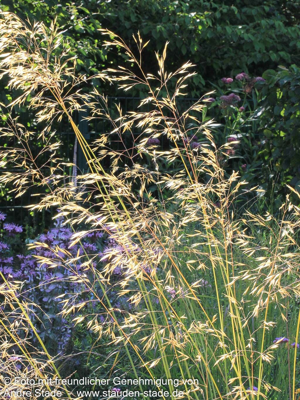 Riesen-Federgras (Stipa gigantea)