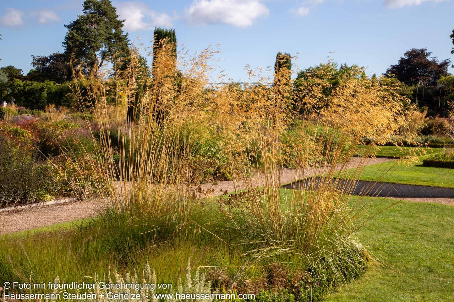 Riesen-Federgras (Stipa gigantea)