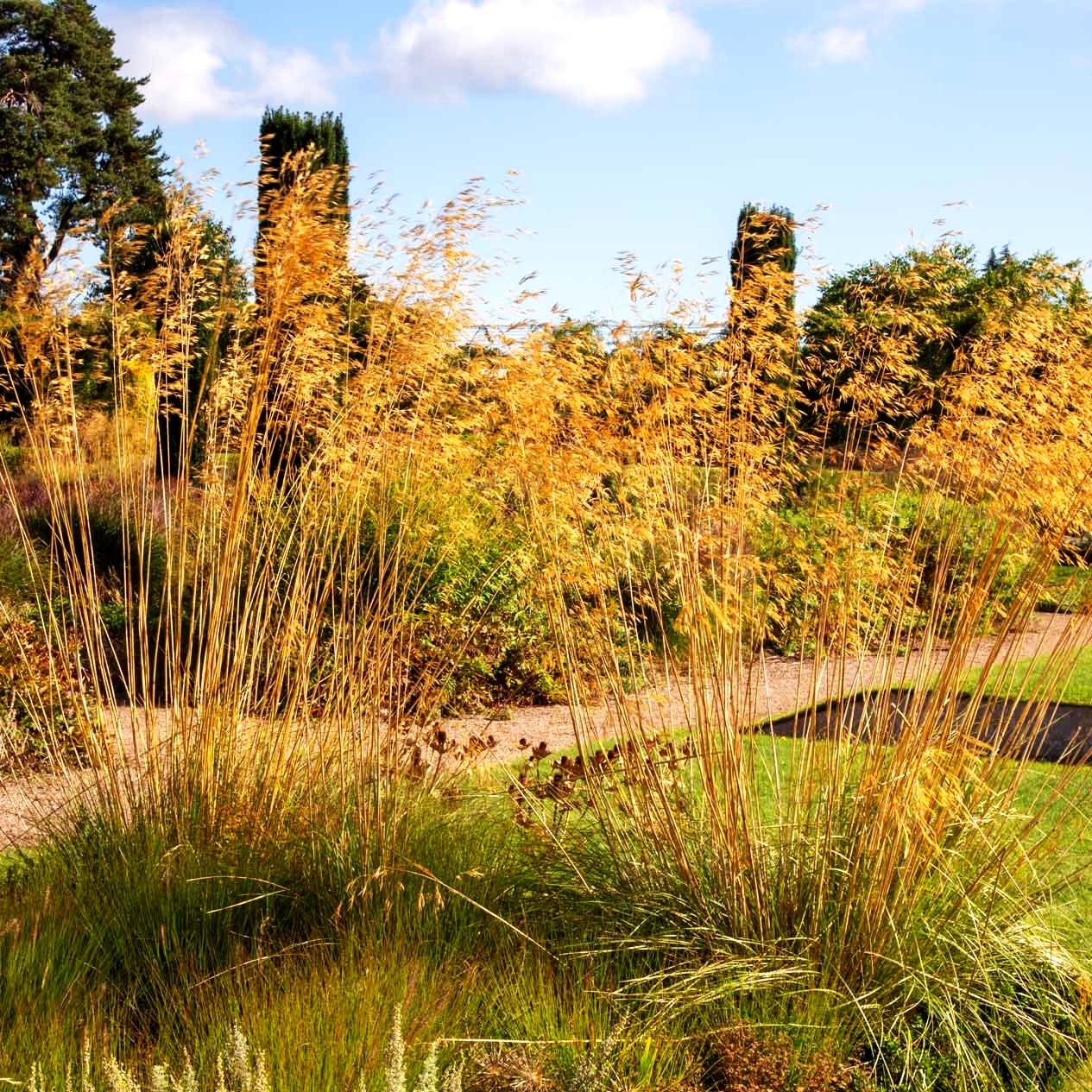 Riesen-Federgras (Stipa gigantea)