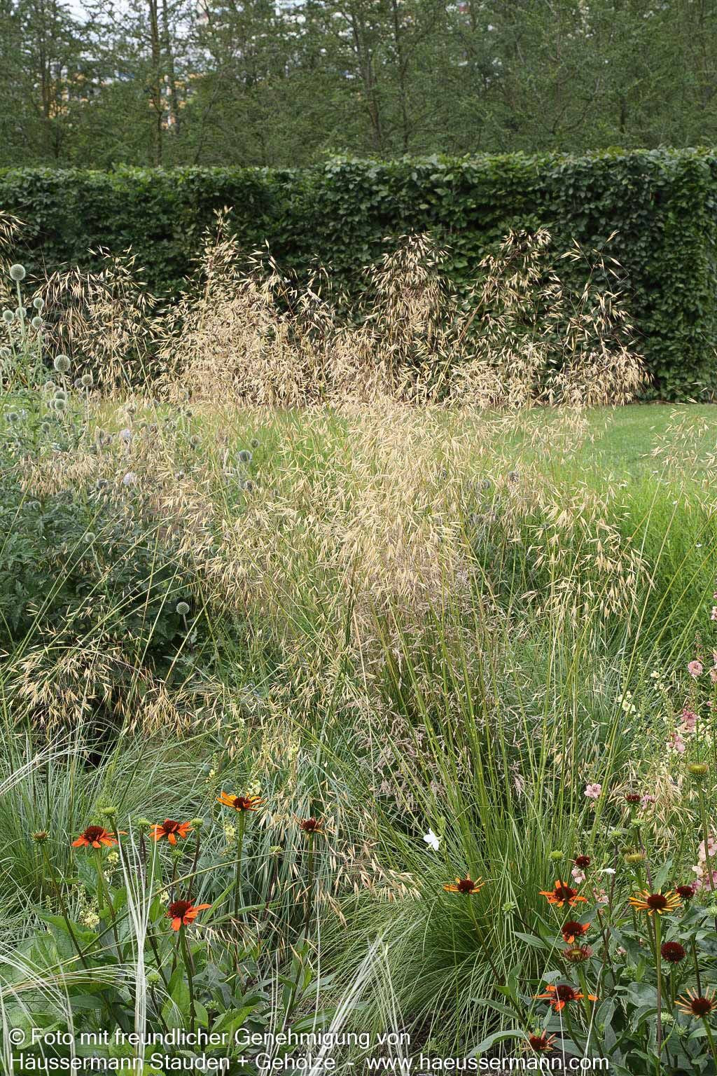 Riesen-Federgras (Stipa gigantea)