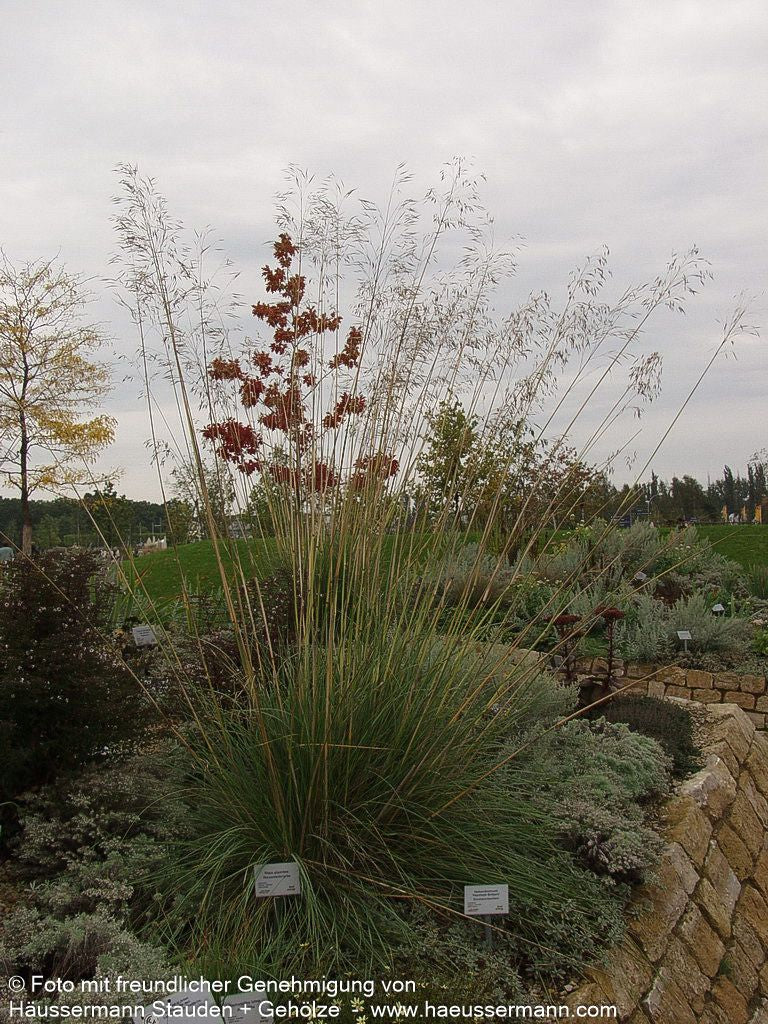Riesen-Federgras (Stipa gigantea)
