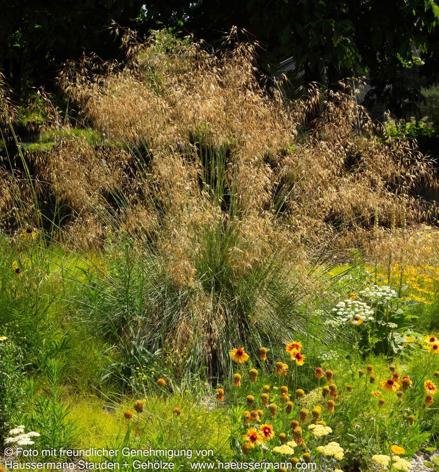Riesen-Federgras (Stipa gigantea)