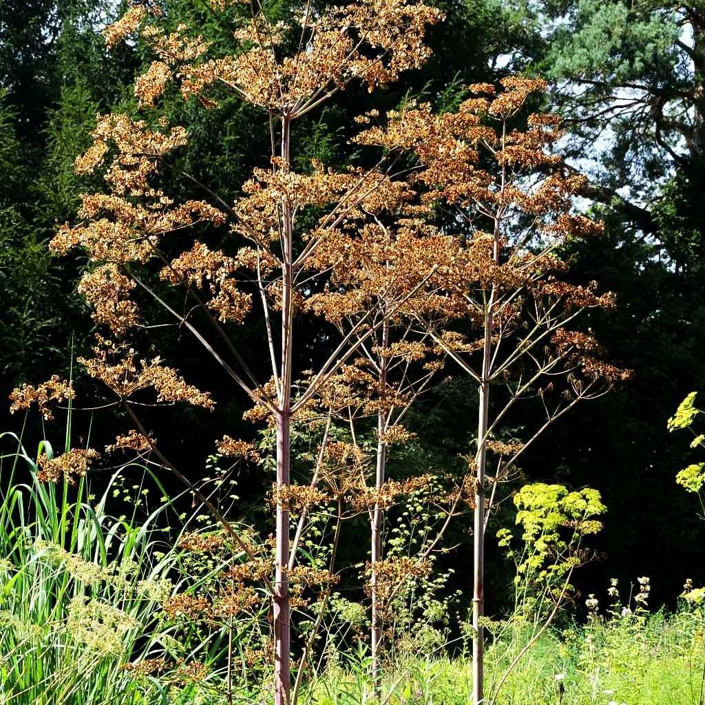 Riesen-Haarstrang (Peucedanum verticillare)