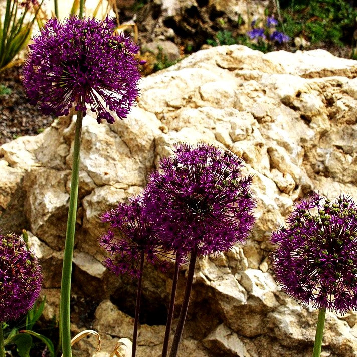Riesen-Lauch (Allium giganteum)