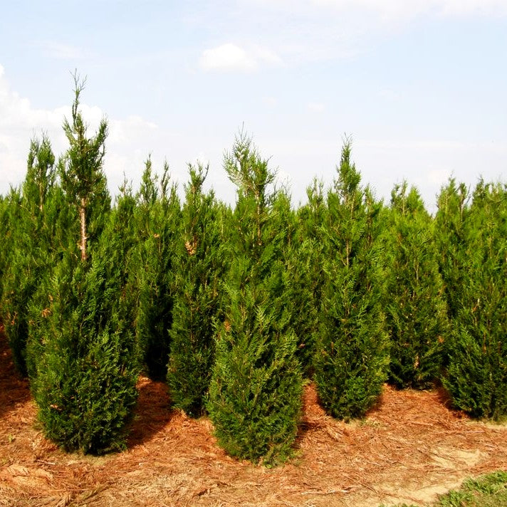 Riesen-Lebensbaum 'Atrovirens' (Thuja plicata)