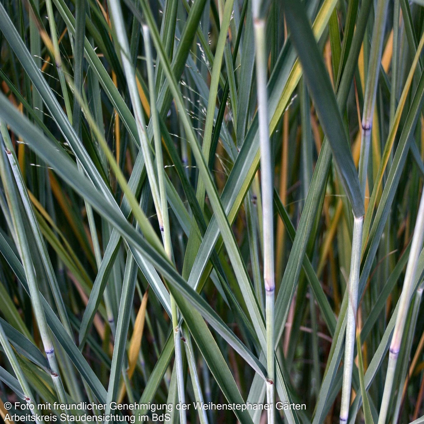 Riesen-Ruten-Hirse 'Cloud Nine' (Panicum virgatum)