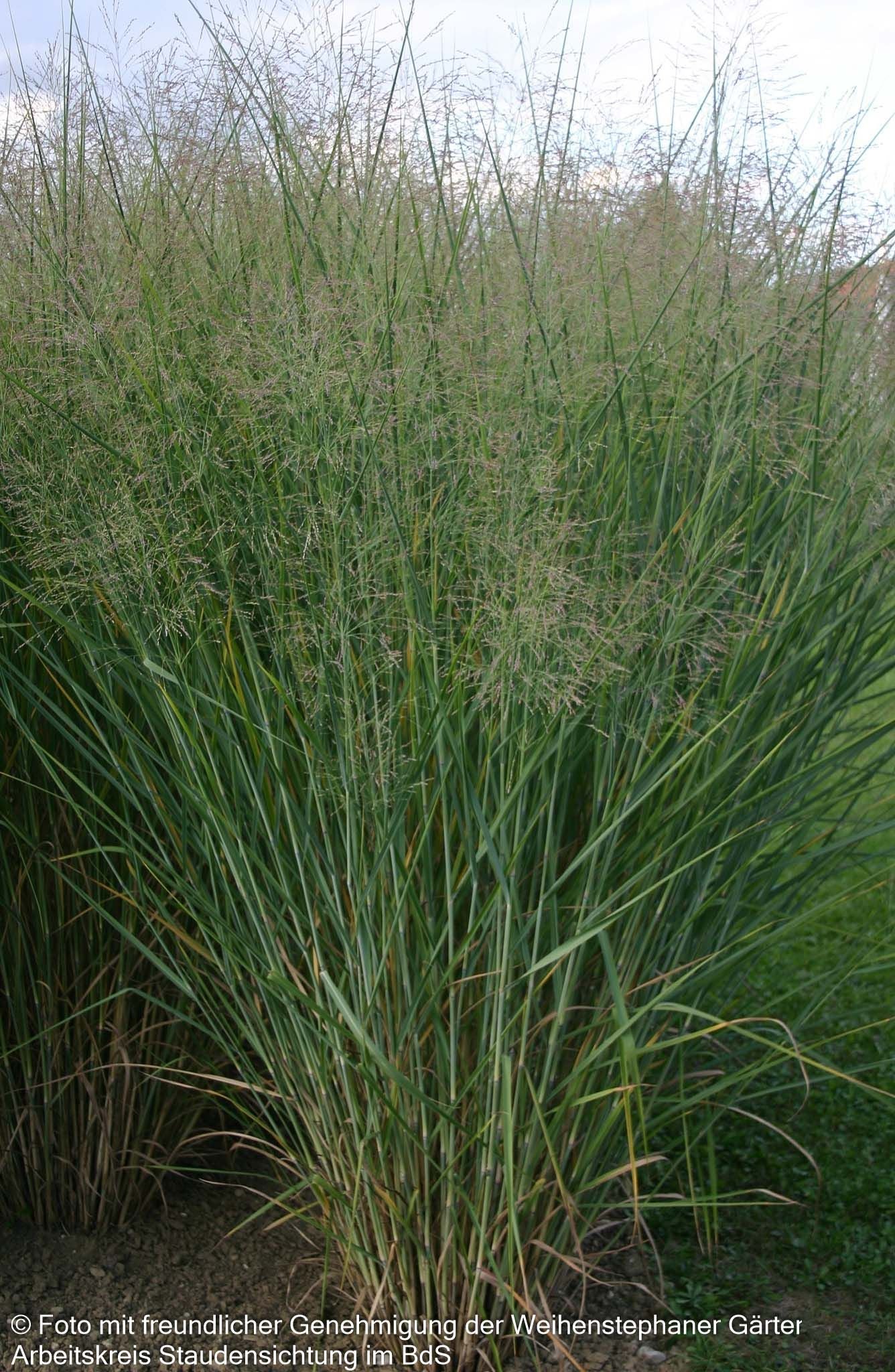 Riesen-Ruten-Hirse 'Cloud Nine' (Panicum virgatum)