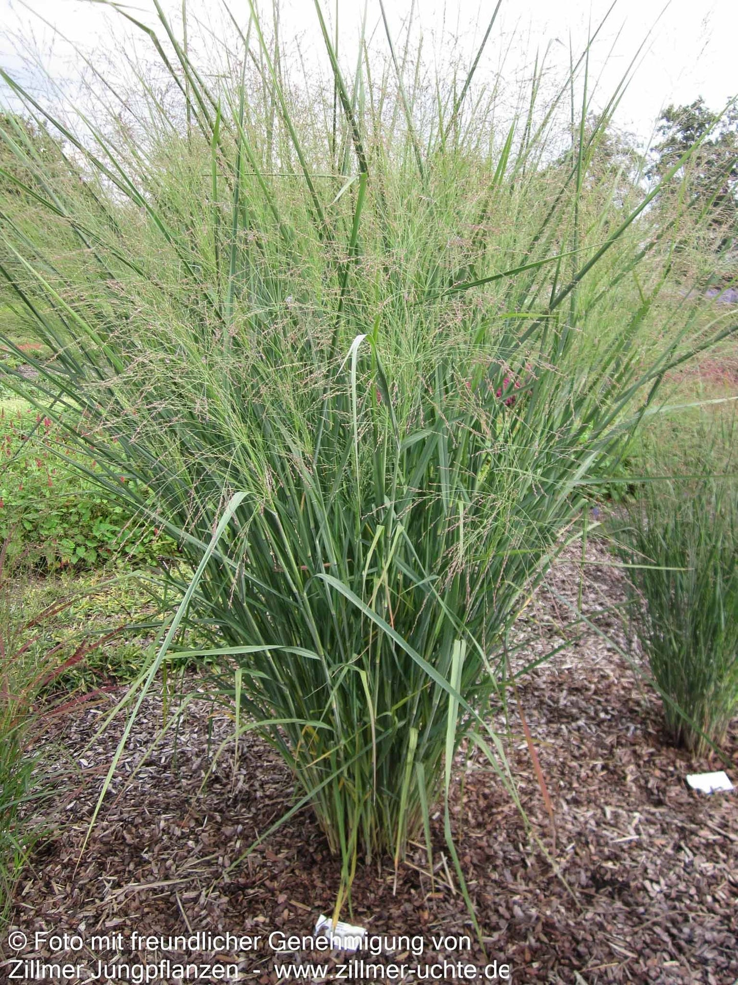 Riesen-Ruten-Hirse 'Cloud Nine' (Panicum virgatum)