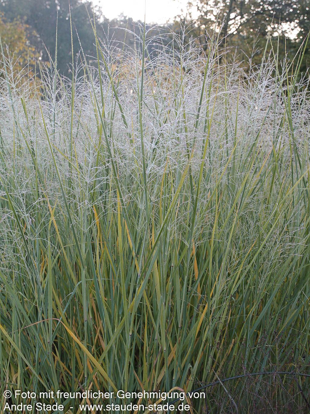 Riesen-Ruten-Hirse 'Cloud Nine' (Panicum virgatum)