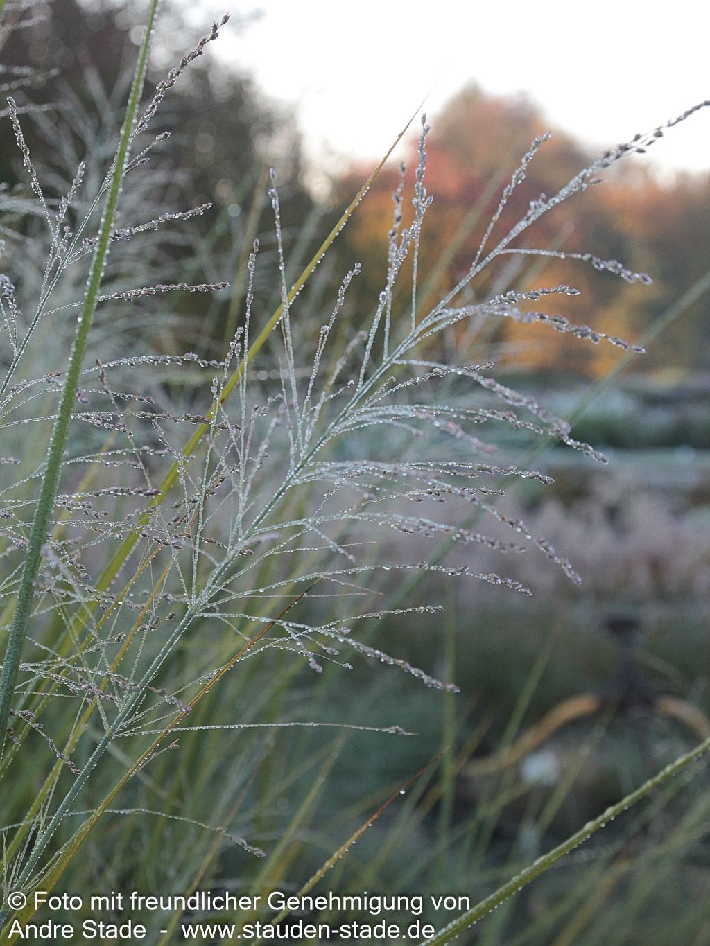 Riesen-Ruten-Hirse 'Cloud Nine' (Panicum virgatum)