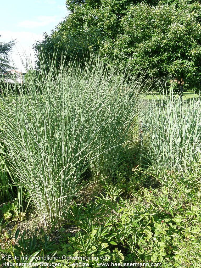 Riesen-Ruten-Hirse 'Cloud Nine' (Panicum virgatum)