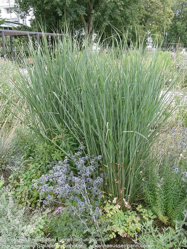 Riesen-Ruten-Hirse 'Cloud Nine' (Panicum virgatum)